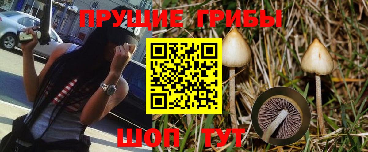 Алатырь  Псилоцибиновые грибы прущие грибы  Вход с VPN 
